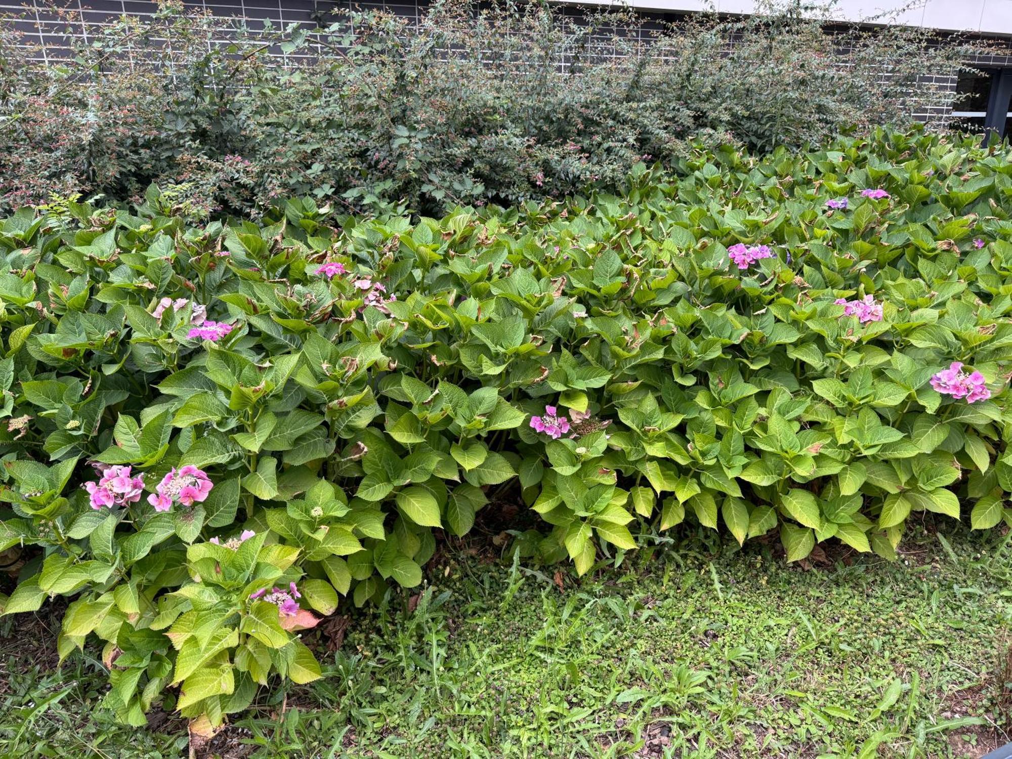 Jardins De La Noue Villeneuve-la-Garenne Exterior foto